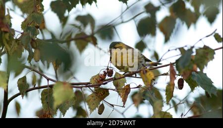 Siskin füttert Birkensamen Stockfoto