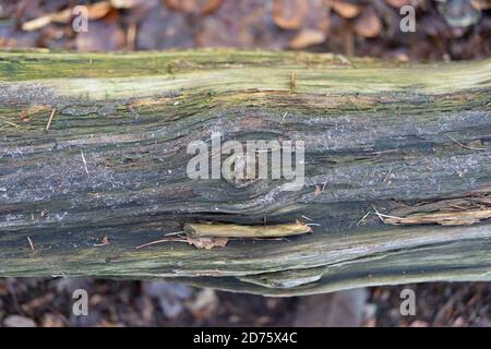 Nahaufnahme Texturbild von altem Holzbaum mit erstem weißen Frost darauf. Stockfoto