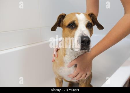 Reinigung des Hundes im Badezimmer. Die Pflege und Hygiene von Haustieren, menschliche Hände einseifen den Hund in der Badewanne Stockfoto