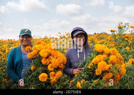 Sempasuchitl Blumenernte in Puebla. Stockfoto