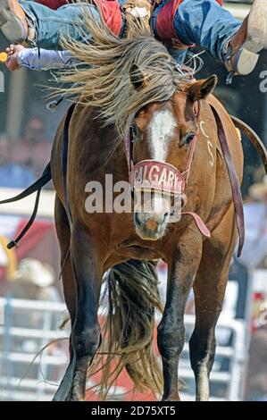 Bareback-Veranstaltung im Calgary Stampede Rodeo. Alberta Kanada Stockfoto