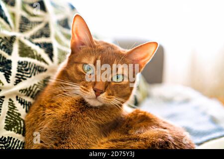 Abessinier Katze zu Hause schöne reinrassige kurzhaarige Kätzchen. Stockfoto