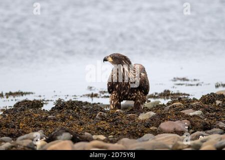 Ein unreifer Weißkopfseeadler steht an der Küste eines Strandes unter Algen, die einen toten Fisch anpflücken. Das wilde Tier ist groß mit braunen und schwarzen Federn. Stockfoto