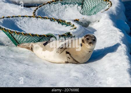 Ein ausgewachsener grauer Harfensiegel liegt auf einem weißen Ufer aus Schnee und Eis. Das große Tier hat hellgraues Fell mit dunklen Flecken auf der Haut. Stockfoto