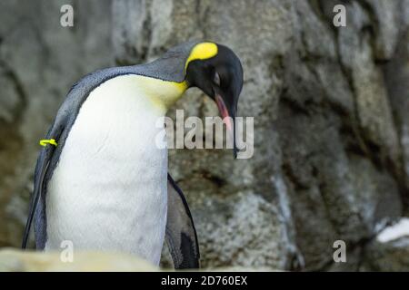 Pinguin, Flugloser Vogel Stockfoto