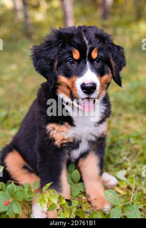 Berner Sennenhund Welpe steht im Waldpark Stockfoto