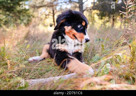 Berner Sennenhund Welpe steht im Waldpark Stockfoto