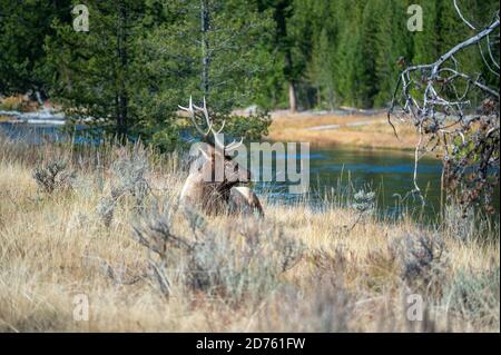 Bullenelch ruht an einem Fluss im Yellowstone National Park. Stockfoto
