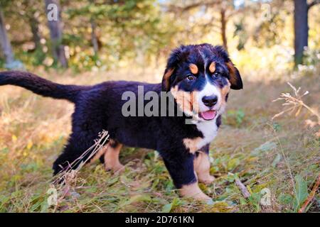 Berner Sennenhund Welpe steht im Waldpark Stockfoto