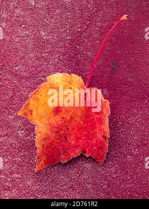 Tolle Herbstlaub bunte Bäume und landschaftlich schönen Weg Stockfoto