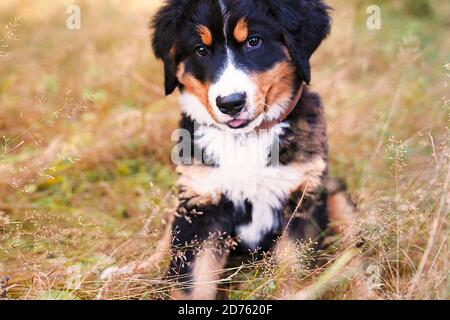 Berner Sennenhund Welpe steht im Waldpark Stockfoto