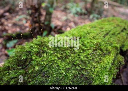 Moosgrün und Farn Detail Natur im Regenwald Mit Moos auf dem alten Holz / Nahaufnahme Pflanze Stockfoto