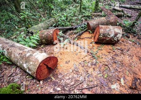 Entwaldung Umweltproblem mit Kettensäge in Aktion Schneiden von Holz / Log Säge Holzstämme Baum in den Regenwald Natur Stockfoto