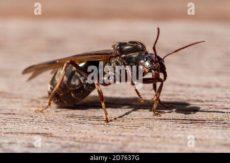 Königin-Fleischamse in Ruhe (Iridomyrmex purpureus) Stockfoto