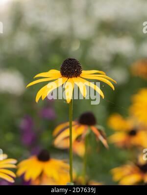 Gelb blühende Blume auf einem Garten mit buntem Hintergrund Stockfoto