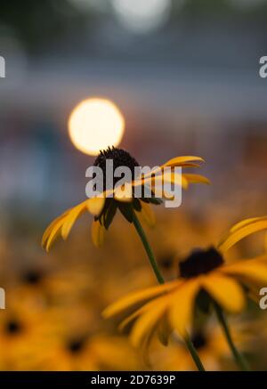 Gelbe Kegelblume mit Bokeh-Effekt Stockfoto