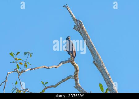 Great Black Hawk thront in einem toten Baum im Amazonas-Regenwald in der Nähe von Alta Floresta, Brasilien Stockfoto