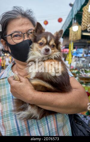 Langhaar Chihuahua. Frau trägt ihr Haustier Miniatur Hund im Freien. Thailand Südostasien Stockfoto