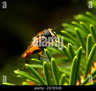 Sonnenfliege Stockfoto