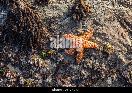 Seesterne am 2nd Beach, Olympic Coast National Marine Sanctuary / National Park, Washington, USA. Stockfoto