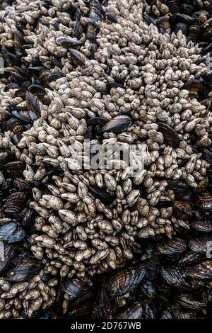 Seepocken am 2. Strand bei Ebbe, Olympic National Park Küstenmarine Sanctuary, Washington, USA Stockfoto