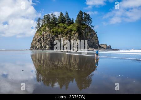 Ein Mann, der zu den Seestracks von 2nd Beach, Olympic Coast National Marine Sanctuary / National Park, Washington, USA, läuft. Stockfoto