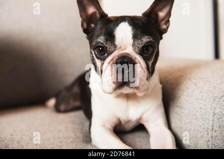 Schöner boston Terrier Hund auf dem Sofa Stockfoto