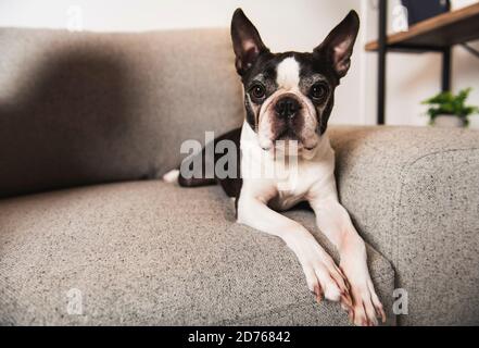 Schöner boston Terrier Hund auf dem Sofa Stockfoto