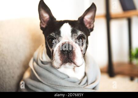 Schöner boston Terrier Hund auf dem Sofa Stockfoto