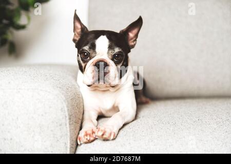 Schöner boston Terrier Hund auf dem Sofa Stockfoto