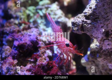 Scharnier Schnabelgarnelen, (Rhynchocinetes durbanensis) auf dem Korallenriff. Stockfoto