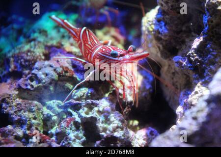 Scharnier Schnabelgarnelen, (Rhynchocinetes durbanensis) auf dem Korallenriff. Stockfoto