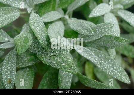 Winzige Regentropfen bedecken Salbeiblätter in einem Garten in Seattle, Washington Stockfoto