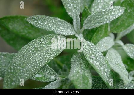 Winzige Regentropfen bedecken Salbeiblätter in einem Garten in Seattle, Washington Stockfoto