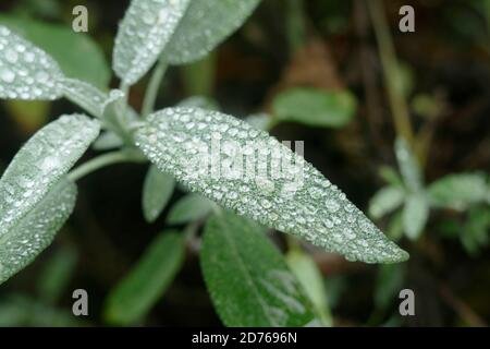 Winzige Regentropfen bedecken Salbeiblätter in einem Garten in Seattle, Washington Stockfoto