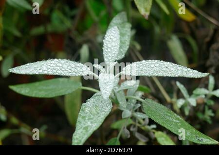 Winzige Regentropfen bedecken Salbeiblätter in einem Garten in Seattle, Washington Stockfoto