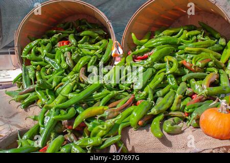 New Mexico Hatch Valley grüne Chilies, die aus Erntekörben überlaufen Nach der chilli-Ernte in Albuquerque Stockfoto