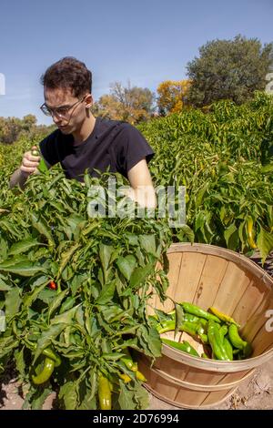 Der Mensch arbeitet während der New Mexico Chilies Ernte, während er einen Hatch Valley grünen chilli in den Erntekorb legt, der in einem Feld von Chiliplanzen sitzt Stockfoto