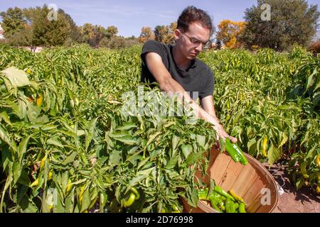 Junger Mann arbeitet während der New Mexico Chilies Ernte als Er setzt einen grünen chilischoten aus Hatch Valley in die Ernte Korb, während Sie auf einem Feld sitzen Stockfoto