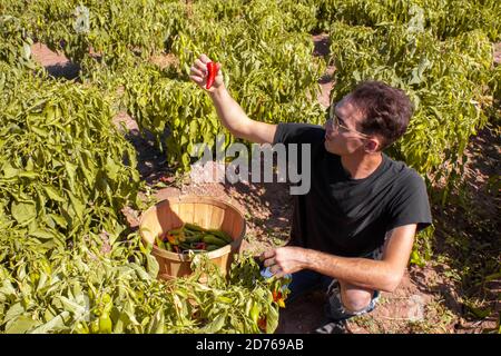 Farmer untersucht eine rote chilischote in New Mexico Ernte, wie er die Hatch Valley grünen chilischote in Kornkorb, sitzt in einem Feld von Chili Stockfoto