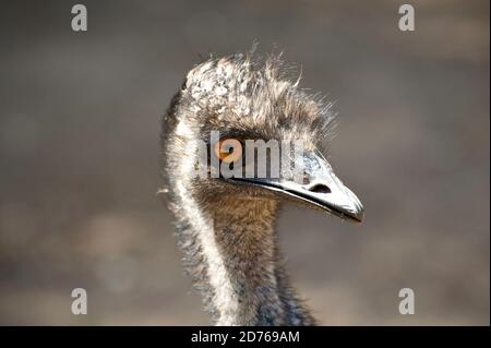 Emus sind natürlich neugierig und kommen oft nahe, um Sie zu überprüfen - diese mochte, was sie sah und lächelte mich an! Stockfoto