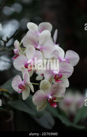 Vertikale Aufnahme von schönen weißen Orchideen Stockfoto