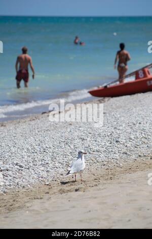 Eine Möwe auf dem Kiesstrand von Marotta gegen die adria und die Touristen im Hintergrund Stockfoto