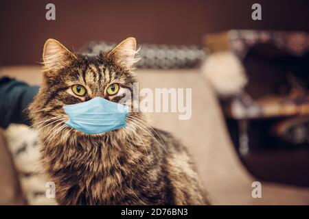 Tierheim und Tierklinik für Haustiere. Covid-19. Eine Katze mit einer medizinischen Maske im Gesicht. Konzept des Schutzes gegen Viren und Pandemien. Stockfoto