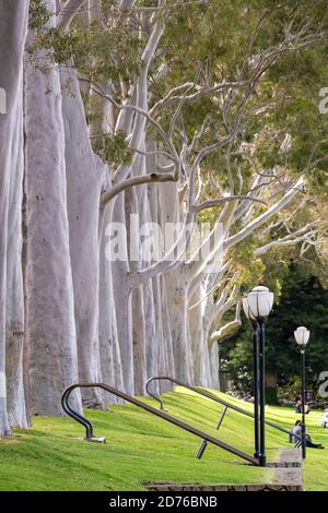 Einhundert Jahre altes Zahnfleisch mit Zitronenduft säumen die Fraser Avenue im Kings Park. Stockfoto