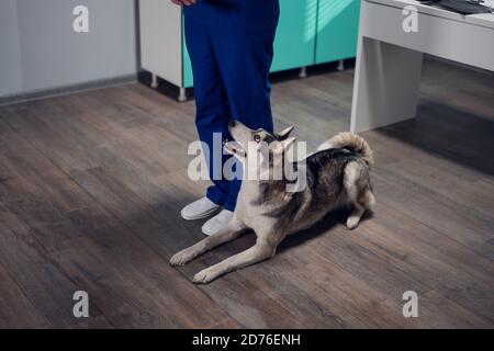 Ein netter Husky Hund, der in einem Tierarztbüro ausgebildet wird und einen Lügenbefehl ausführt. Stockfoto
