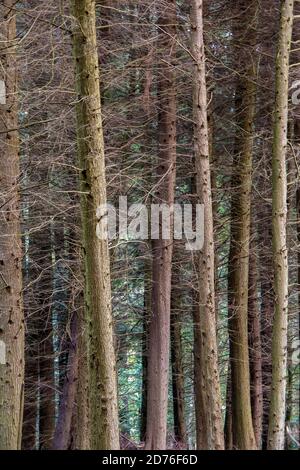 Baumstämme in einem dichten Wald, gerade Kiefernstämme, die ein Linienmuster in einem dicken Wald bilden, hohe gerade Bäume in einem Kiefernwald Stockfoto