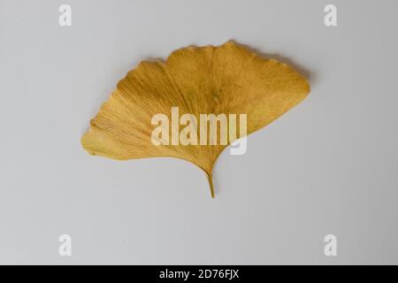 Gingko biloba goldenes Blatt, getrocknetes Blatt, isoliert im neutralen Hintergrund Stockfoto
