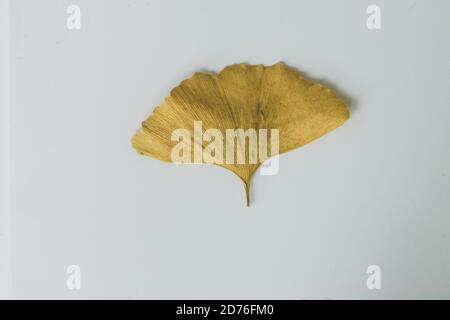 Gingko biloba goldenes Blatt, getrocknetes Blatt, isoliert im neutralen Hintergrund Stockfoto