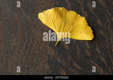 Gingko biloba goldenes Blatt, getrocknetes Blatt, isoliert im neutralen Hintergrund Stockfoto